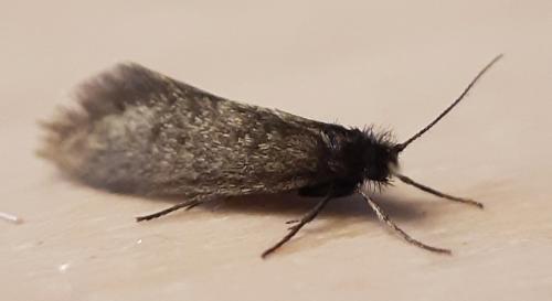 Dahlica sp.